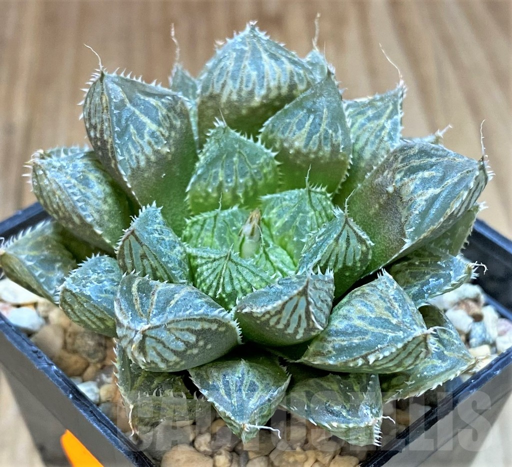 SHPR41525 Haworthia 'Mirror Ball'