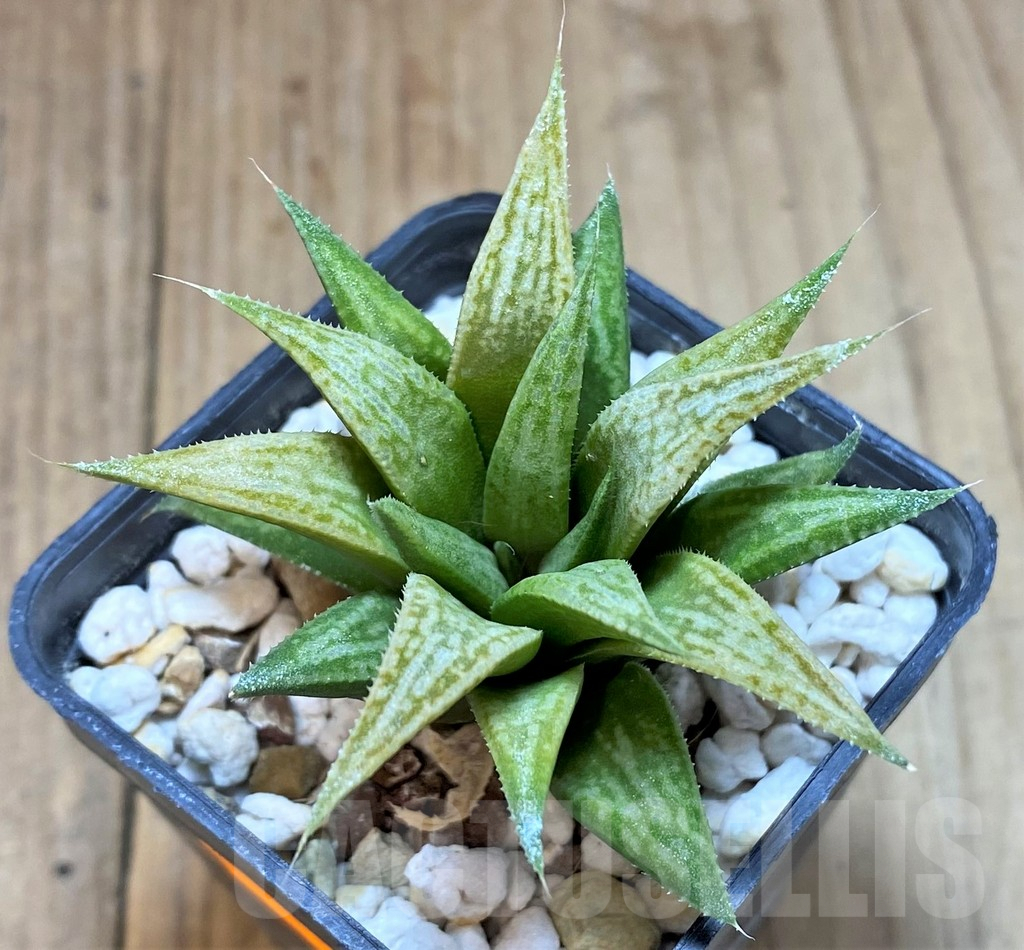 SHPR41526 Haworthia 'Metallica' hybrid - Image 2