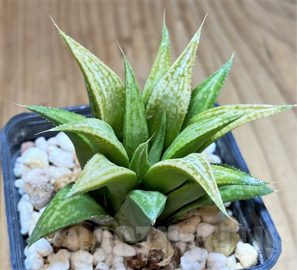SHPR41526 Haworthia 'Metallica' hybrid