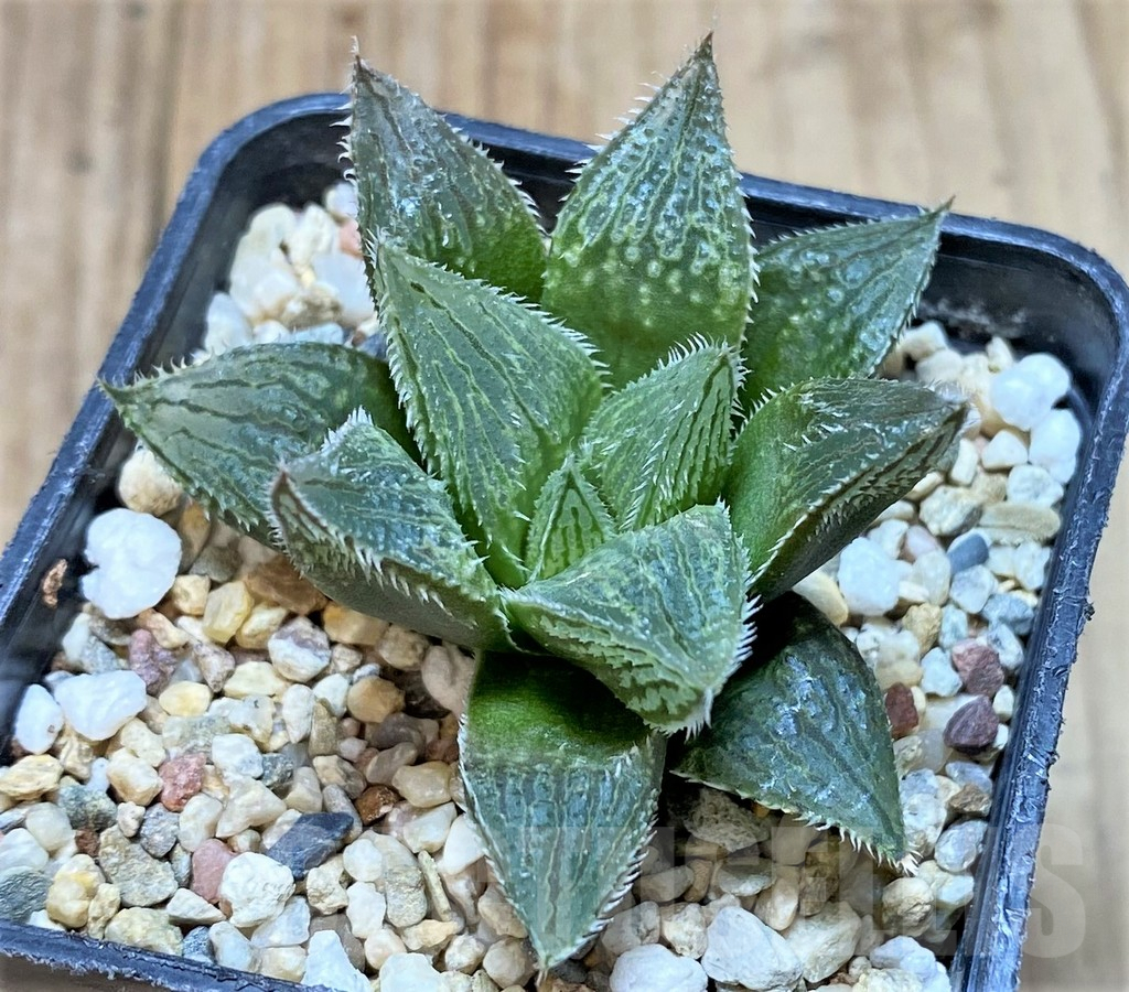 SHPR41527 Haworthia 'Yumedono' hybrid - Image 2