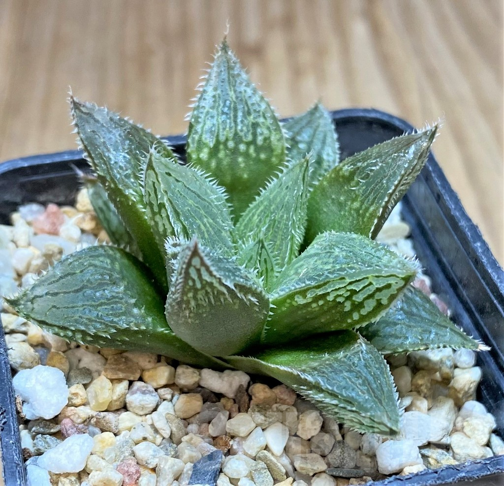 SHPR41527 Haworthia 'Yumedono' hybrid
