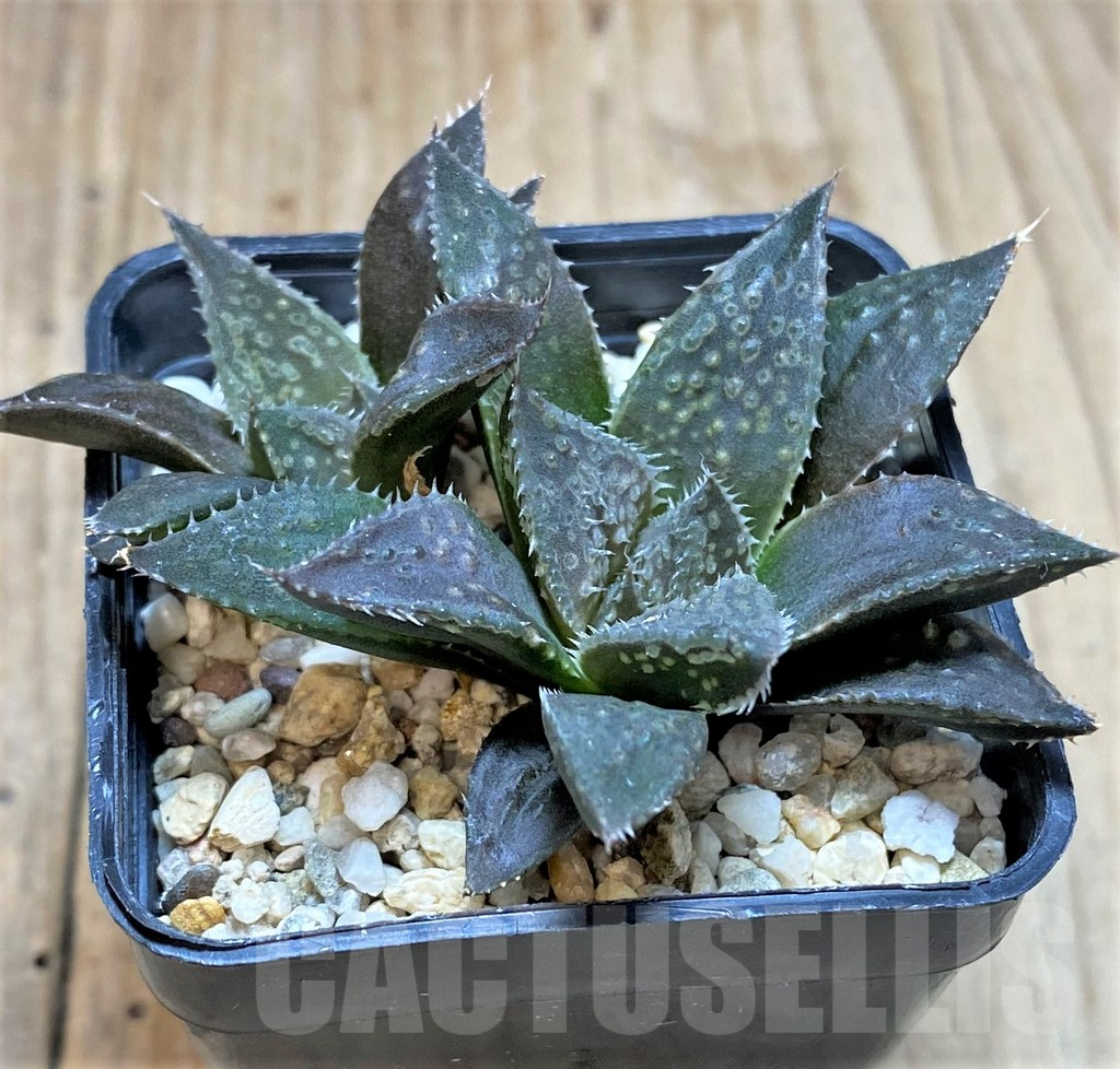 SHPR41528 Haworthia dimorpha hybrid