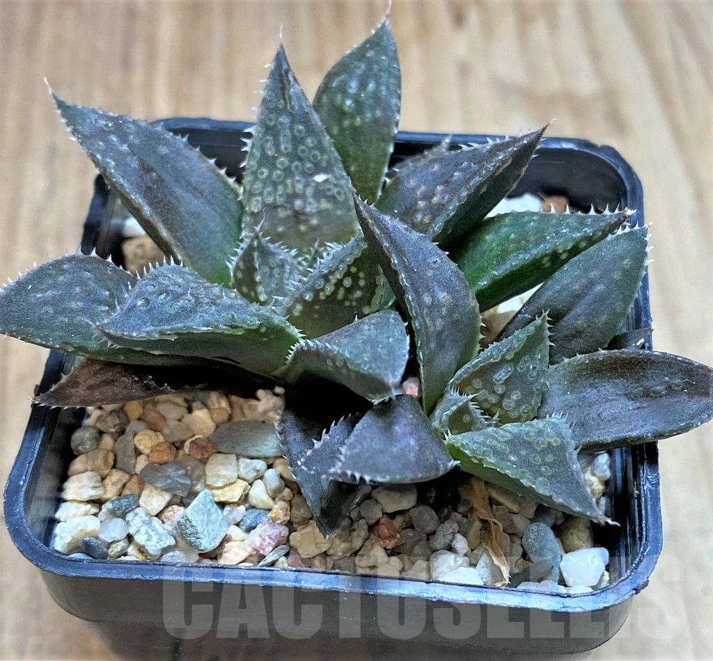 SHPR41528 Haworthia dimorpha hybrid - Image 2