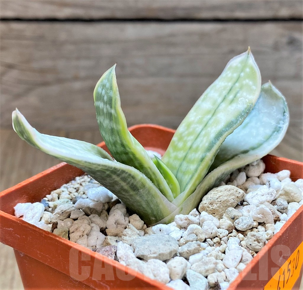 SHPR41530 Gasteria nigricans f. variegata