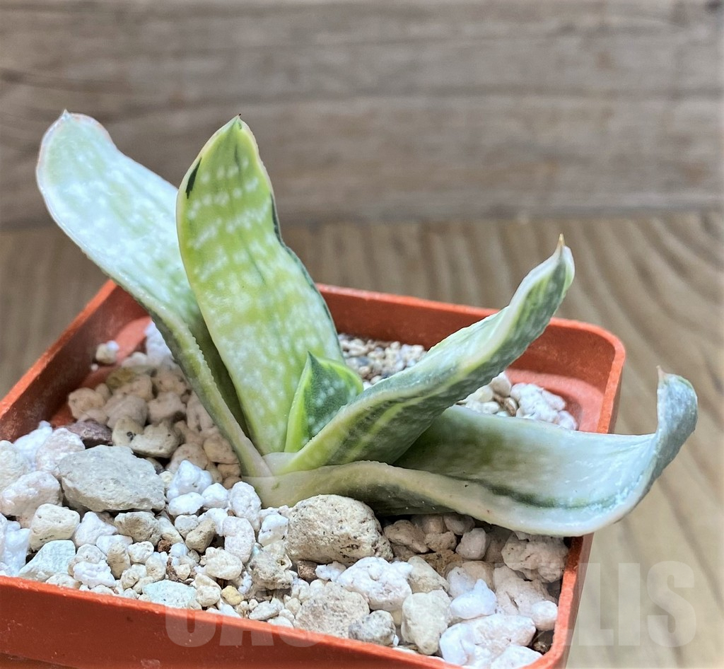 SHPR41530 Gasteria nigricans f. variegata - Image 2