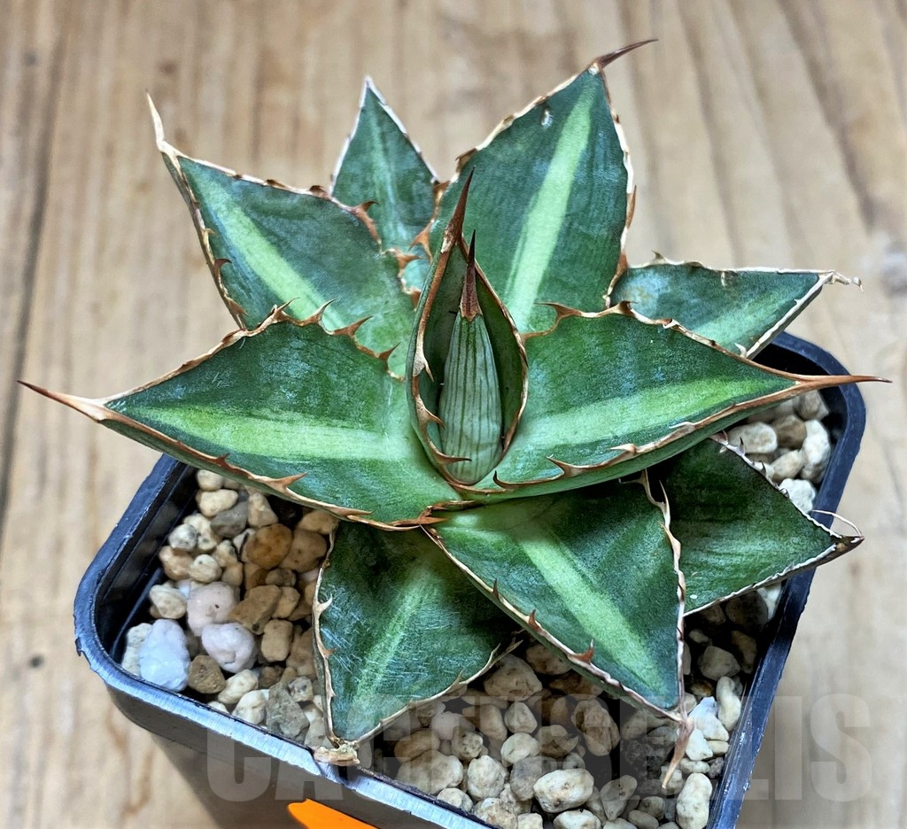 SHPR41535 Agave lophantha 'Double green' – Image 2