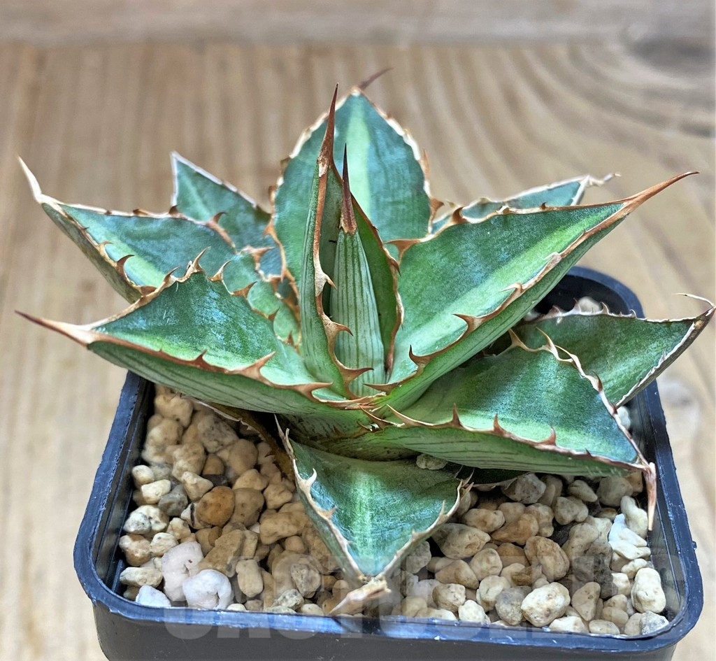 SHPR41535 Agave lophantha 'Double green'