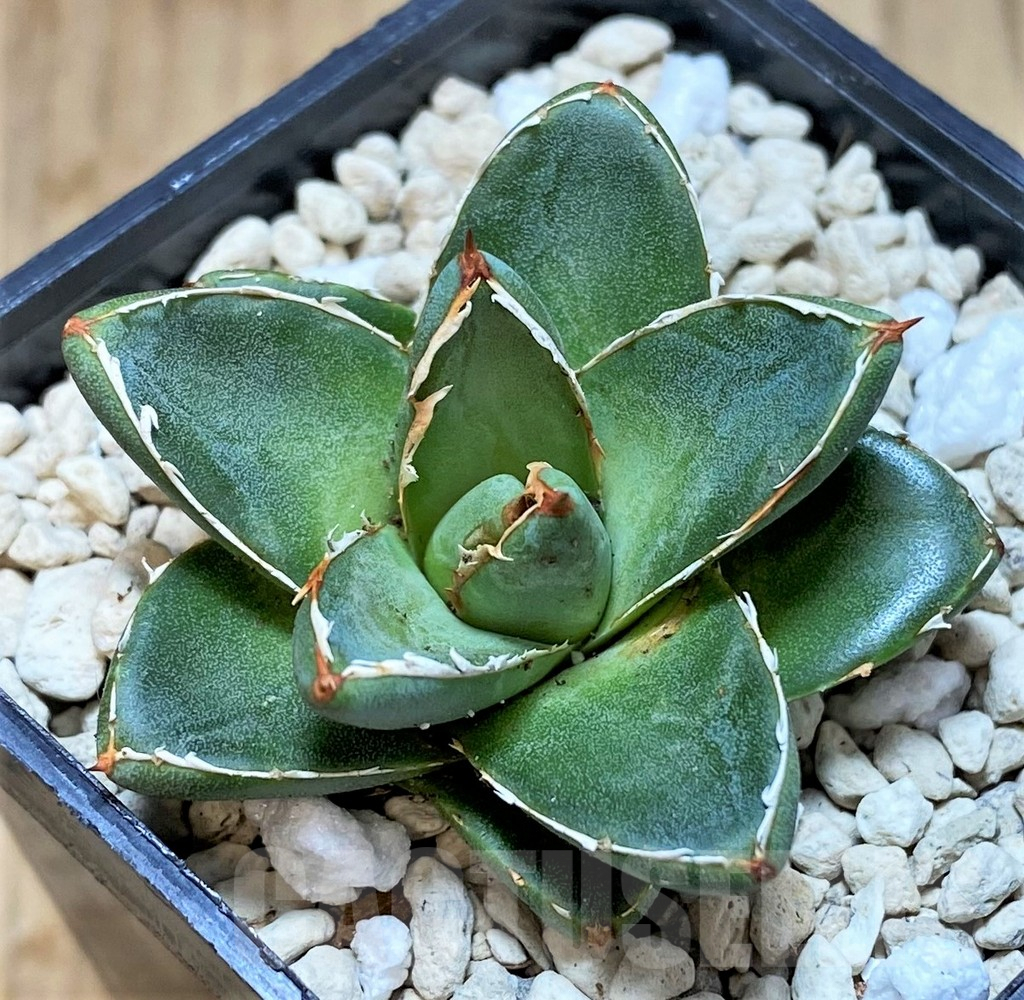 SHPR41537 Agave filifera x victoriae-reginae ‘Compacta’ - immagine 2