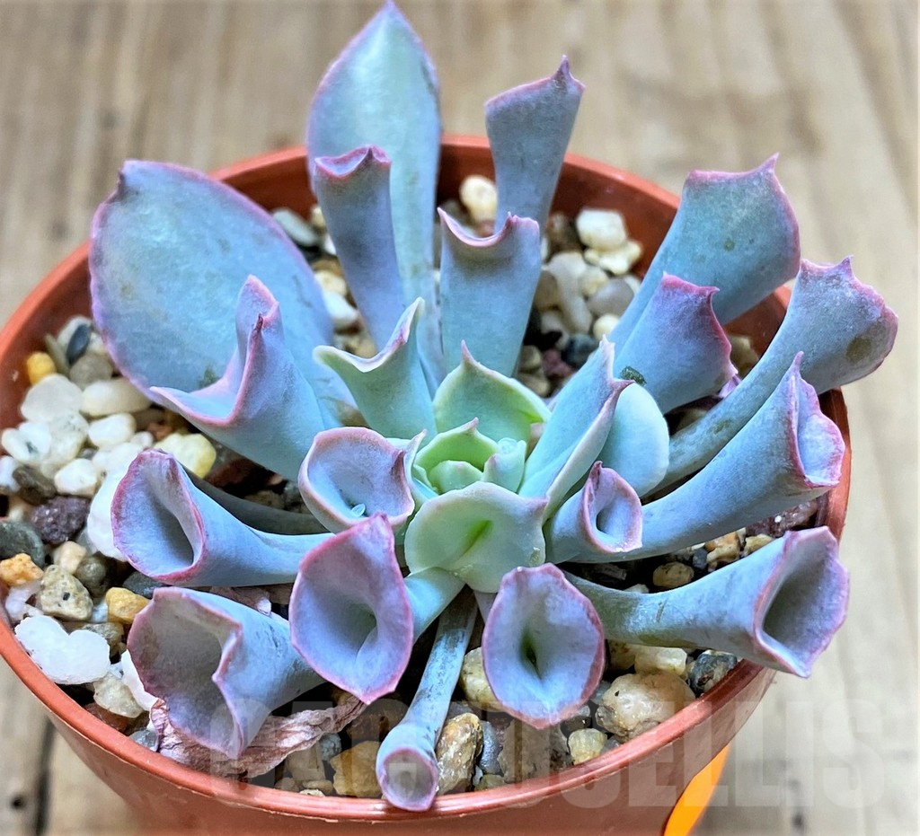 SHPR41631 Echeveria ‘Trumpet Pinky’