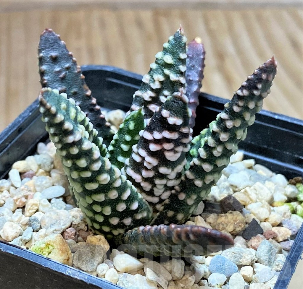 SHPR41660 Haworthia pumila 'Donut', seedling - Obrázek 2