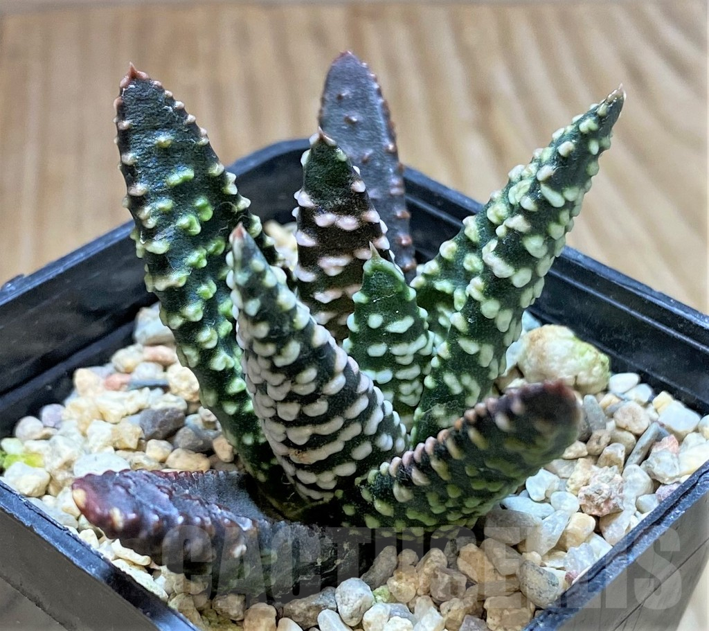 SHPR41660 Haworthia pumila 'Donut', seedling