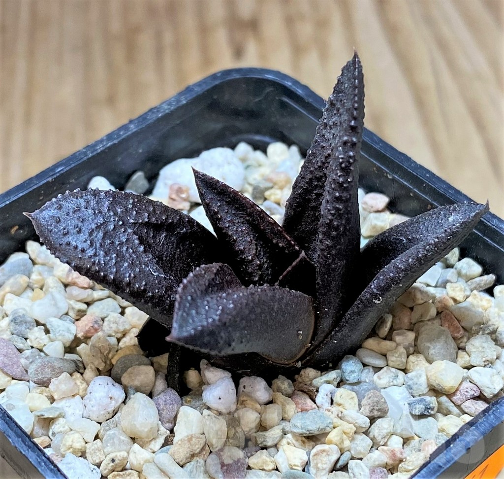 SHPR41661 Haworthia koelmaniorum x scabra