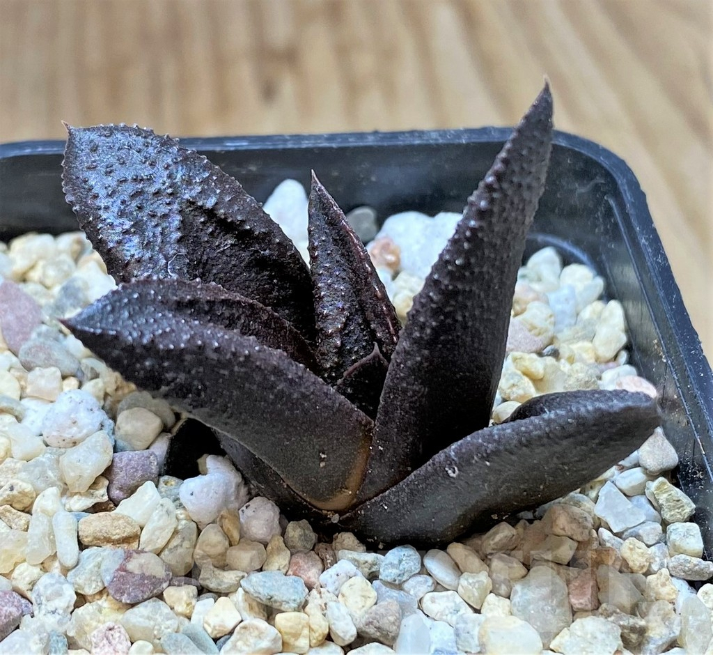 SHPR41661 Haworthia koelmaniorum x scabra - Obrázek 2