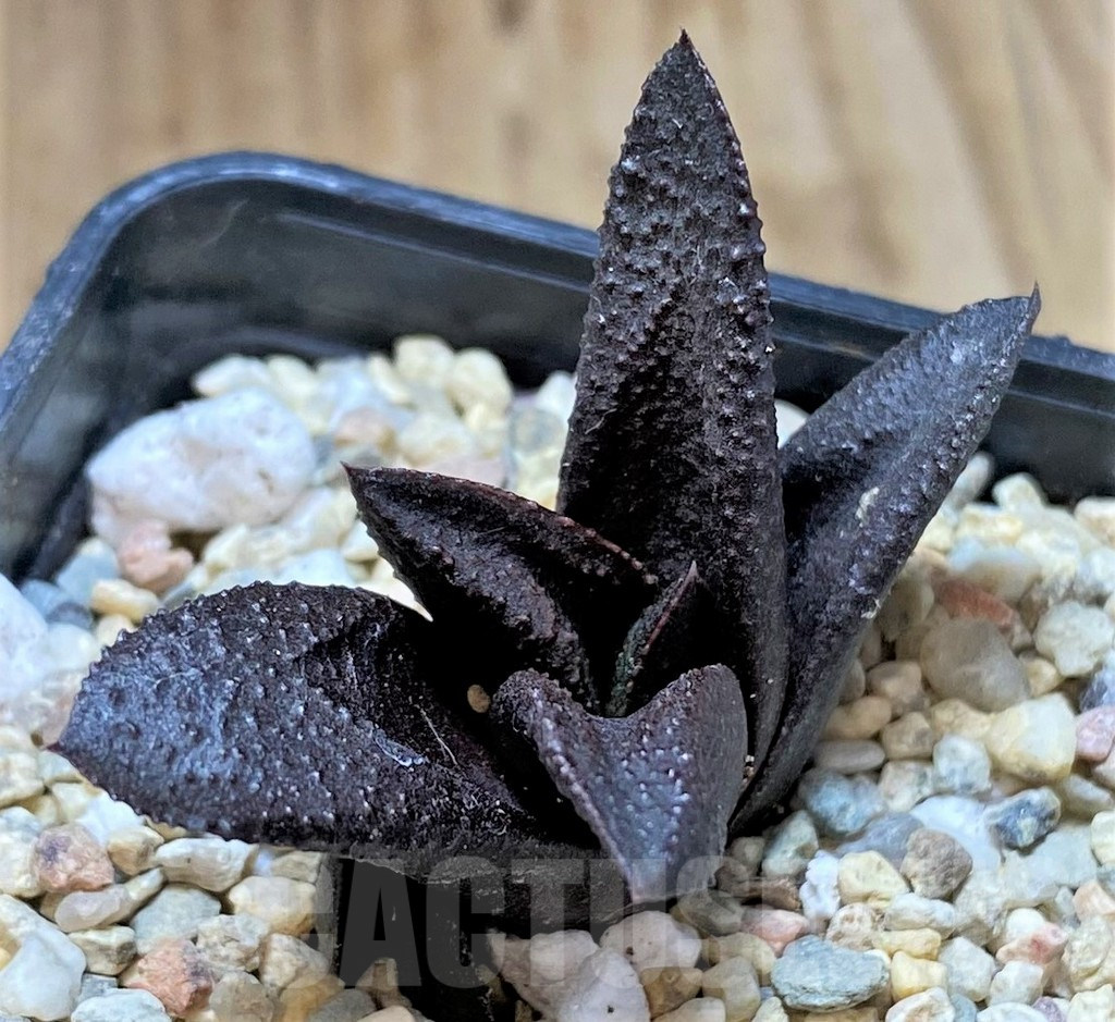 SHPR41661 Haworthia koelmaniorum x scabra - Obrázek 3