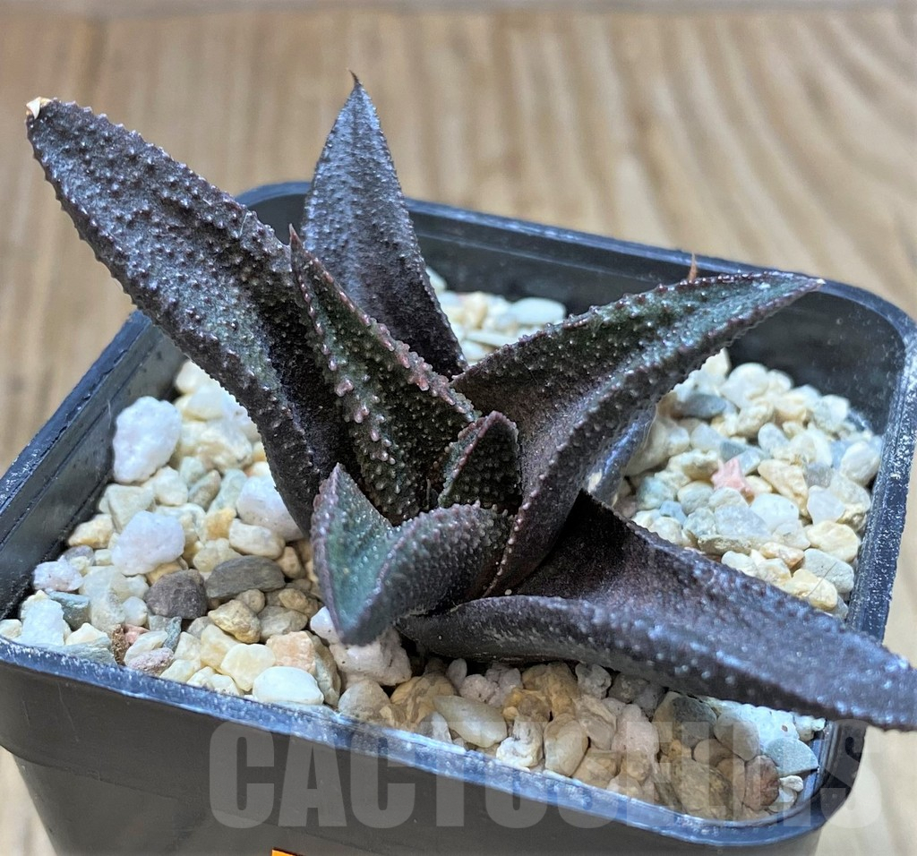 SHPR41662 Haworthia koelmaniorum x scabra - Obrázek 2