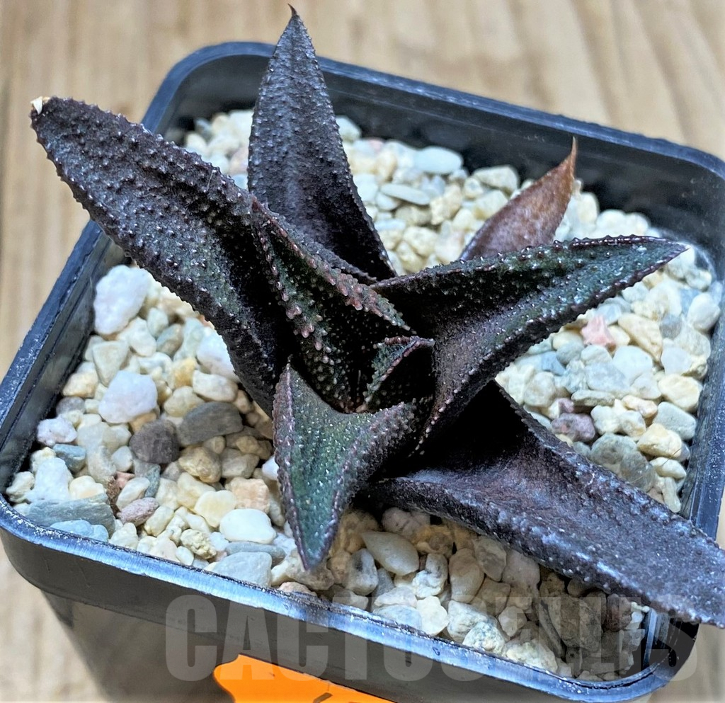 SHPR41662 Haworthia koelmaniorum x scabra
