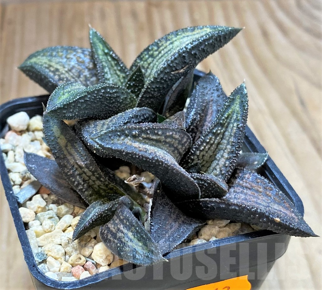 SHPR41663 Haworthia 'Kintaikyo' - Image 2