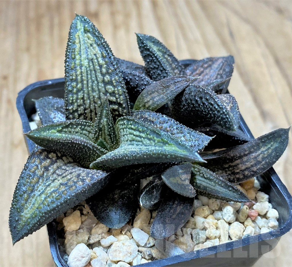 SHPR41663 Haworthia 'Kintaikyo'