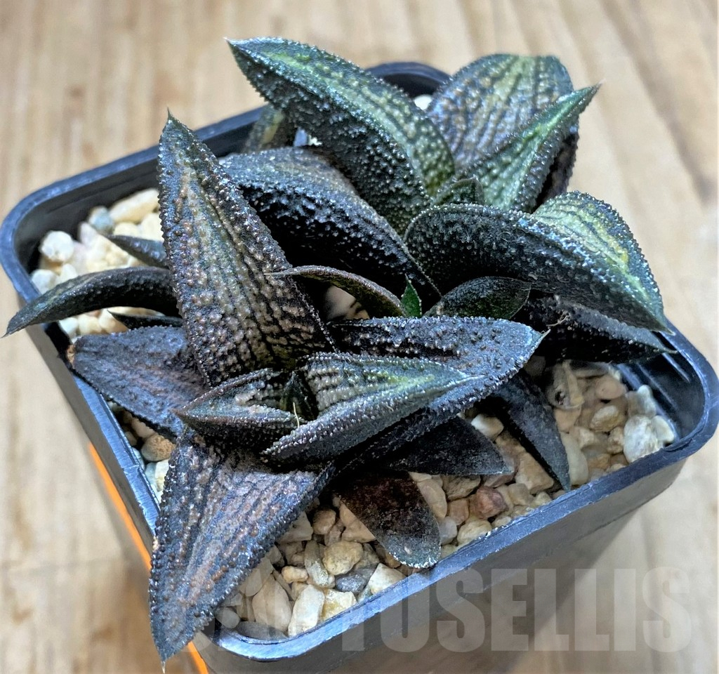 SHPR41663 Haworthia 'Kintaikyo' - Image 3