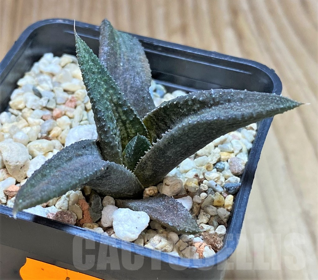 SHPR41664 Haworthia koelmaniorum hybrid T4 - Image 2
