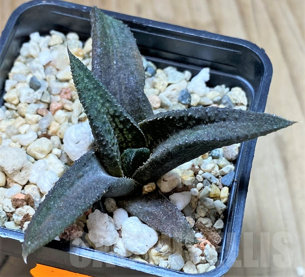 SHPR41664 Haworthia koelmaniorum hybrid T4 - Image 3