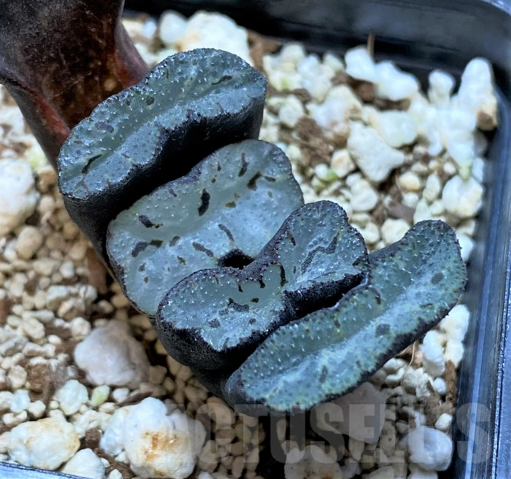 SHPR41665 Haworthia truncata 'Xuanwu Jade Fan'