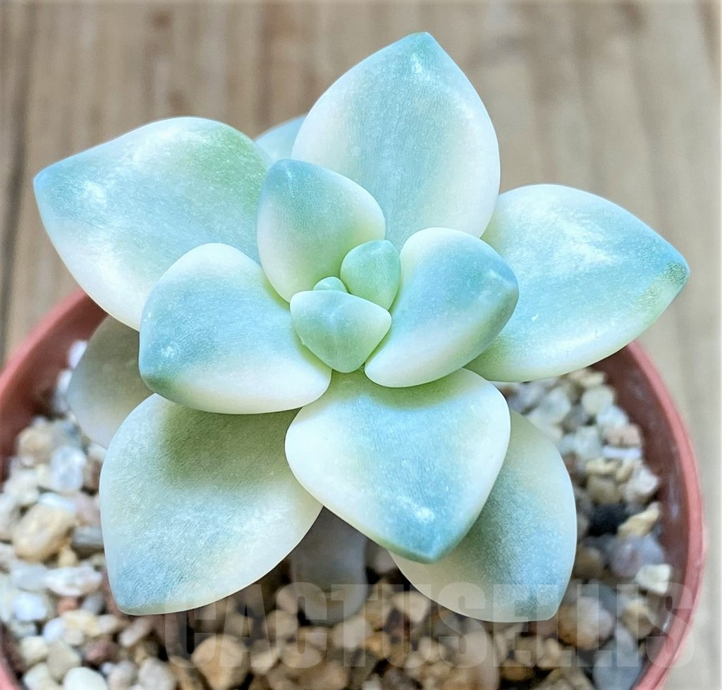 SHPR41632 Graptopetalum ‘Apricot’ f. variegata