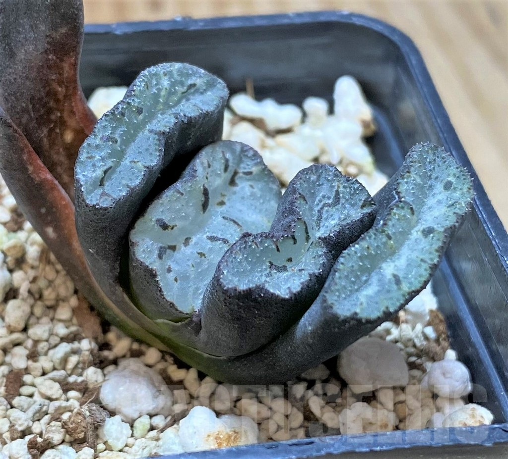 SHPR41665 Haworthia truncata 'Xuanwu Jade Fan' - Image 2