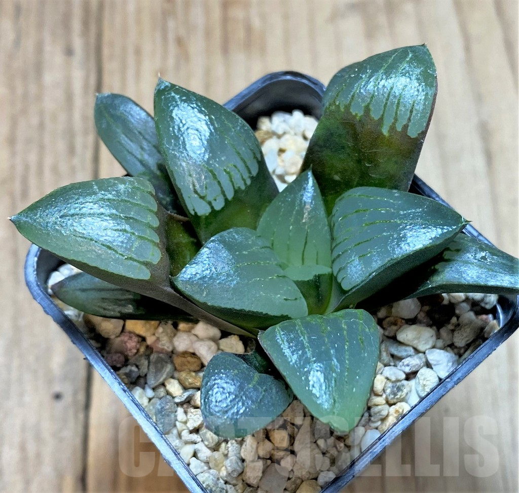 SHPR41666 Haworthia retusa x springbokvlakensis - Image 2