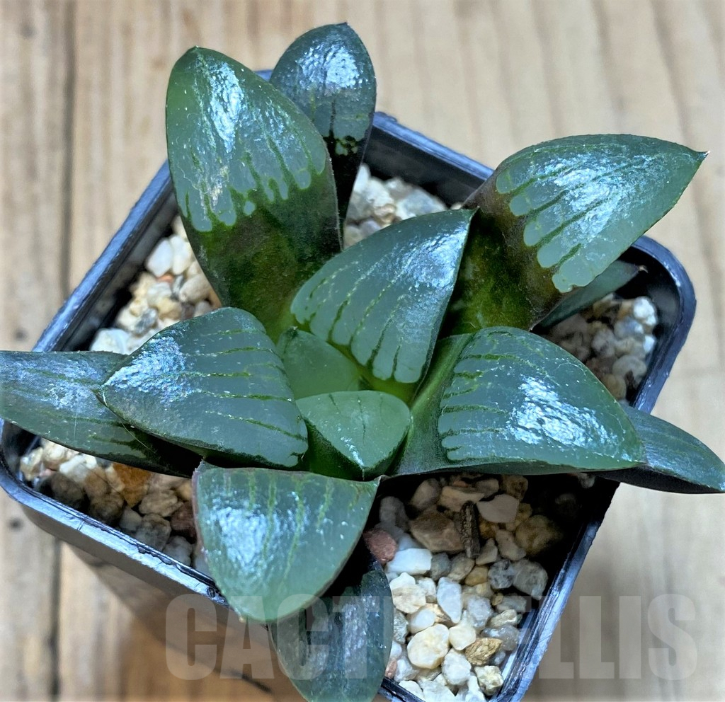SHPR41666 Haworthia retusa x springbokvlakensis