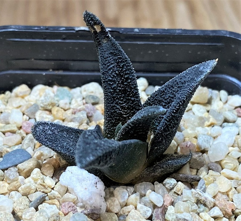 SHPR41667 Haworthia sordida - Image 3