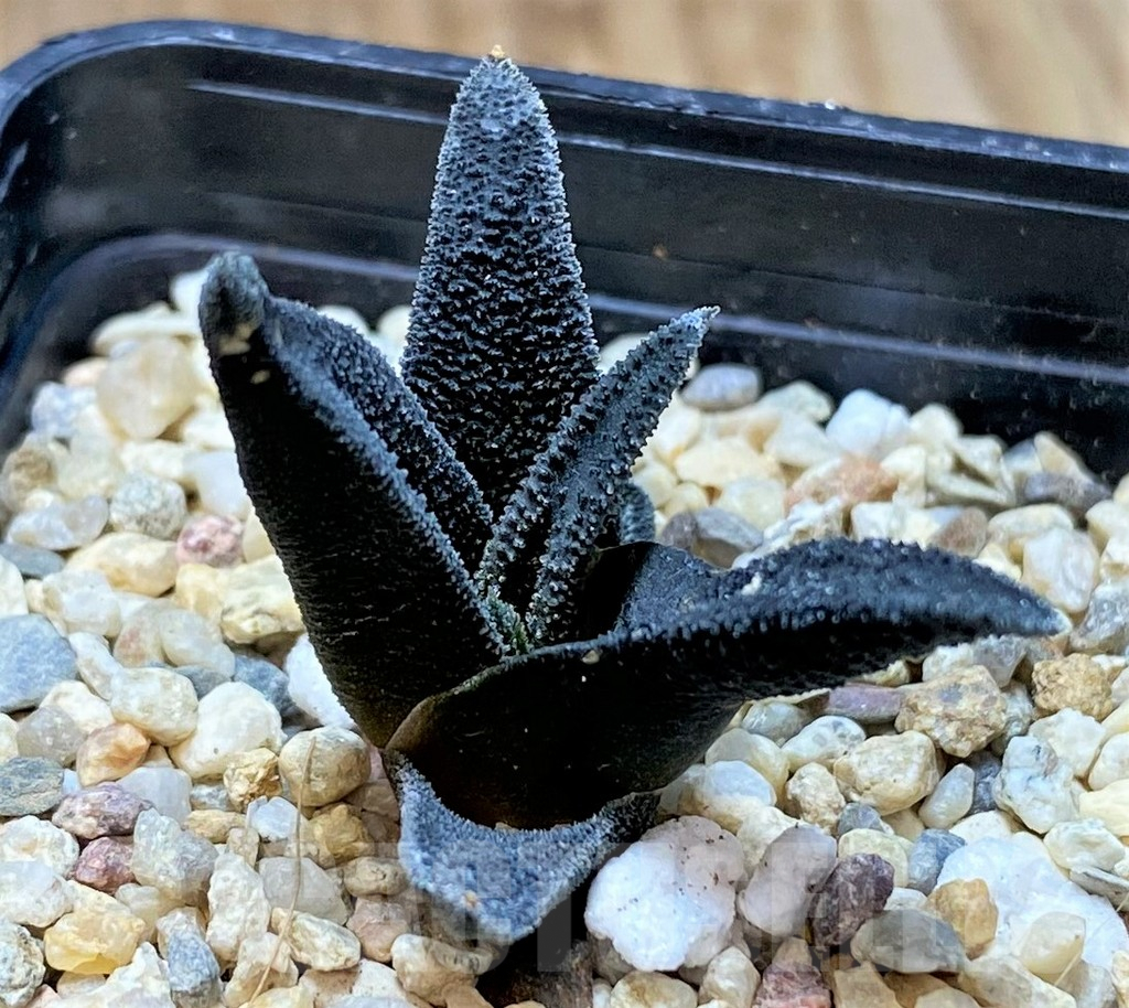 SHPR41667 Haworthia sordida - Image 2