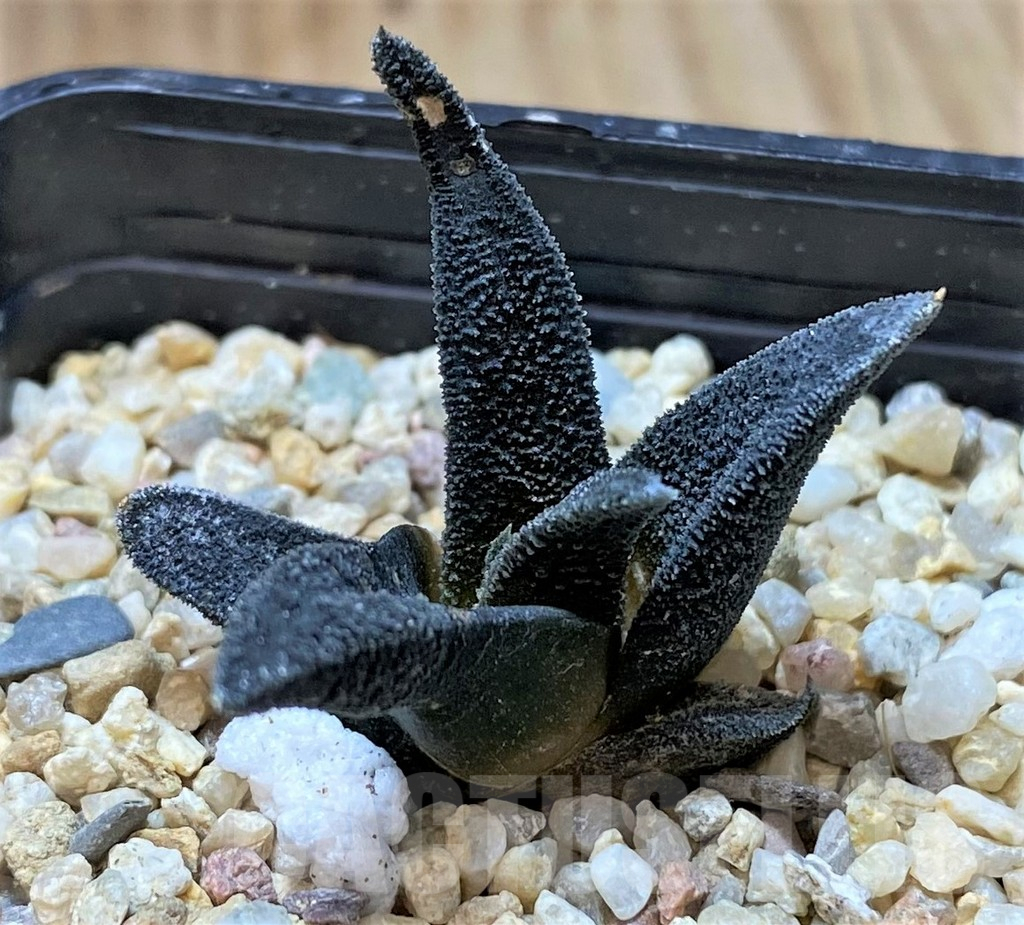 SHPR41667 Haworthia sordida