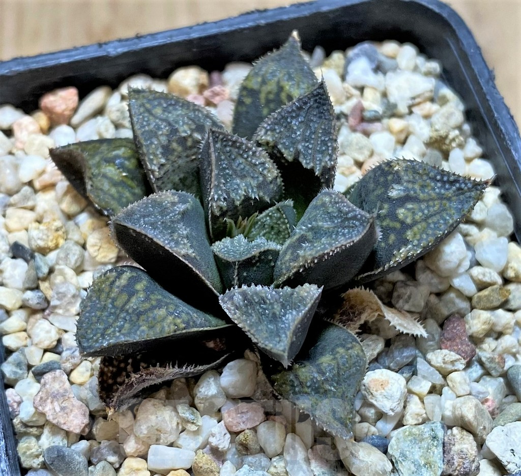 SHPR41668 Haworthia 'Pink Lady' hybrid – Bild 2