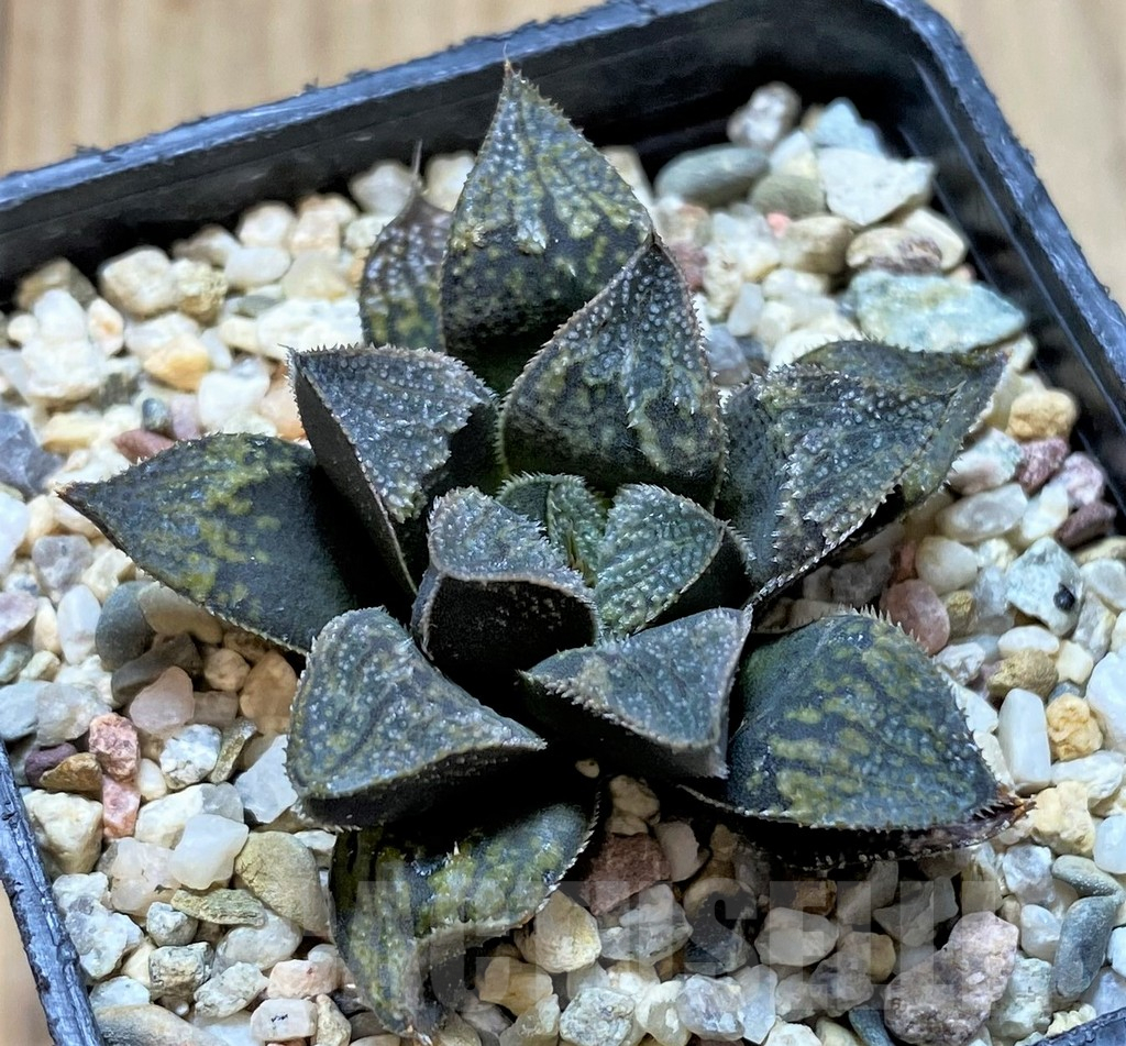 SHPR41668 Haworthia 'Pink Lady' hybrid