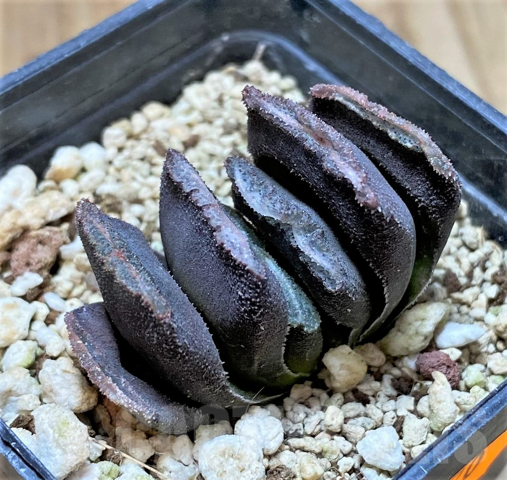 SHPR41670 Haworthia truncata hybrid - Obrázek 2