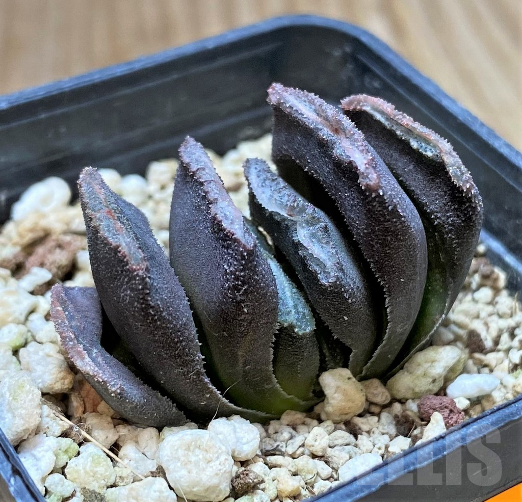 SHPR41670 Haworthia truncata hybrid