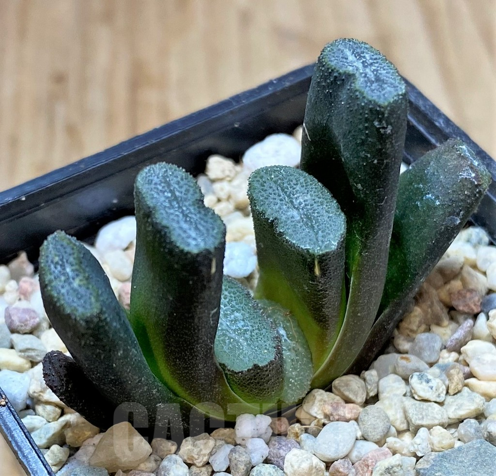 SHPR41671 Haworthia truncata -Japan-