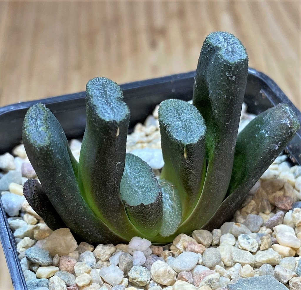 SHPR41671 Haworthia truncata -Japan- - Image 2