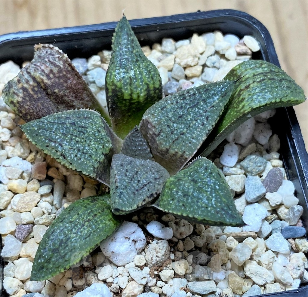SHPR41672 Haworthia picta -Japan- - immagine 2
