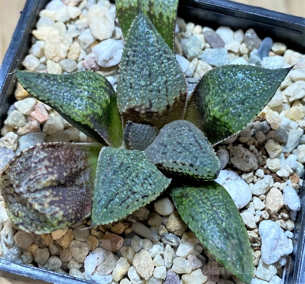 SHPR41672 Haworthia picta -Japan-