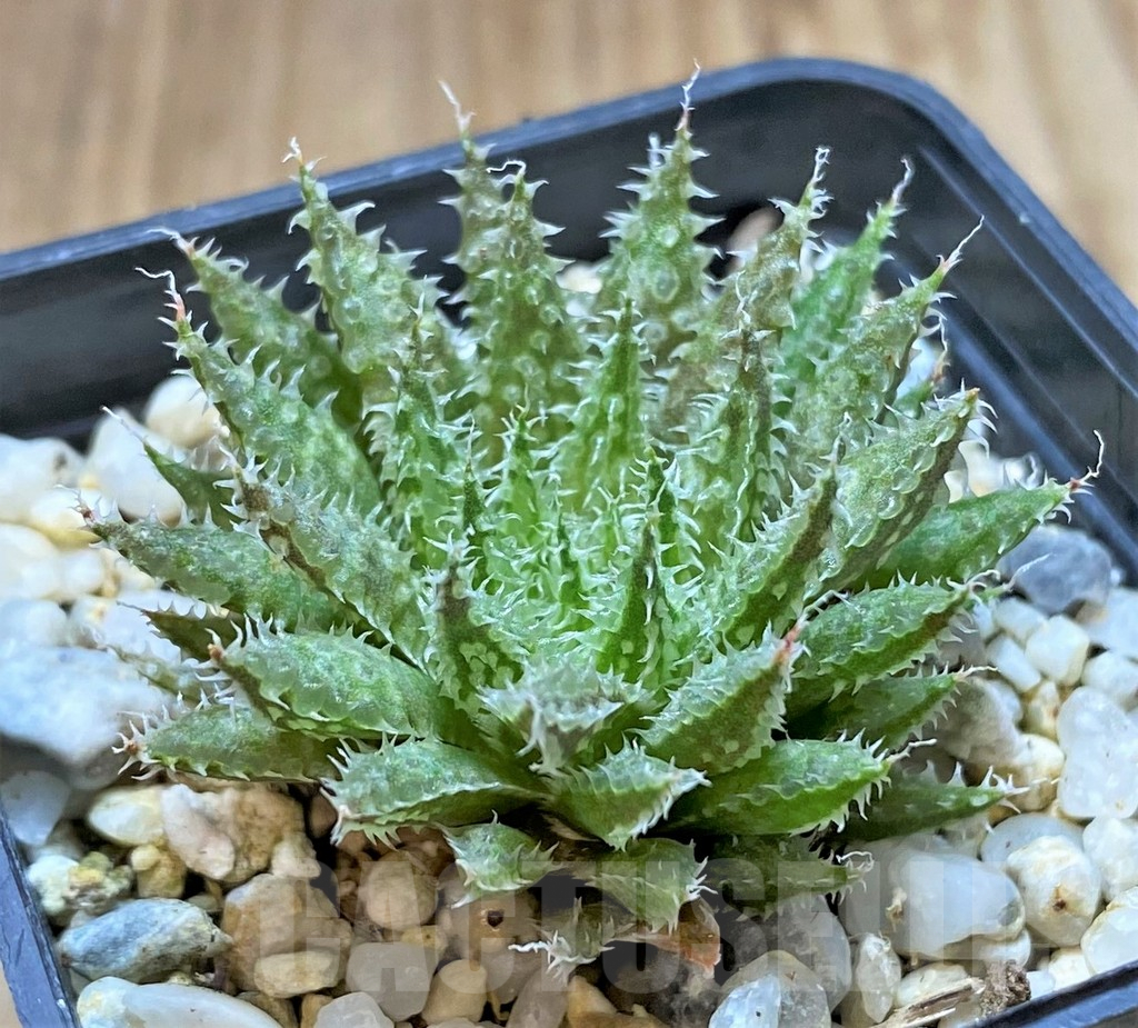 SHPR41673 Haworthia mirabilis v. notabilis