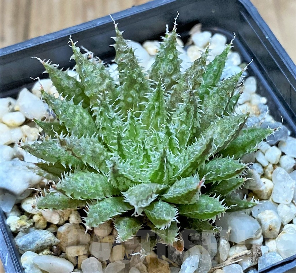 SHPR41673 Haworthia mirabilis v. notabilis - immagine 2