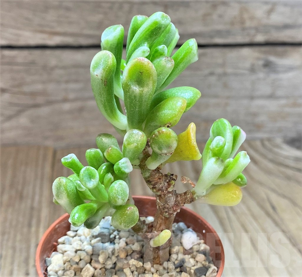 SHPR41633 Crassula ‘Gollum’ f. variegata – Image 2