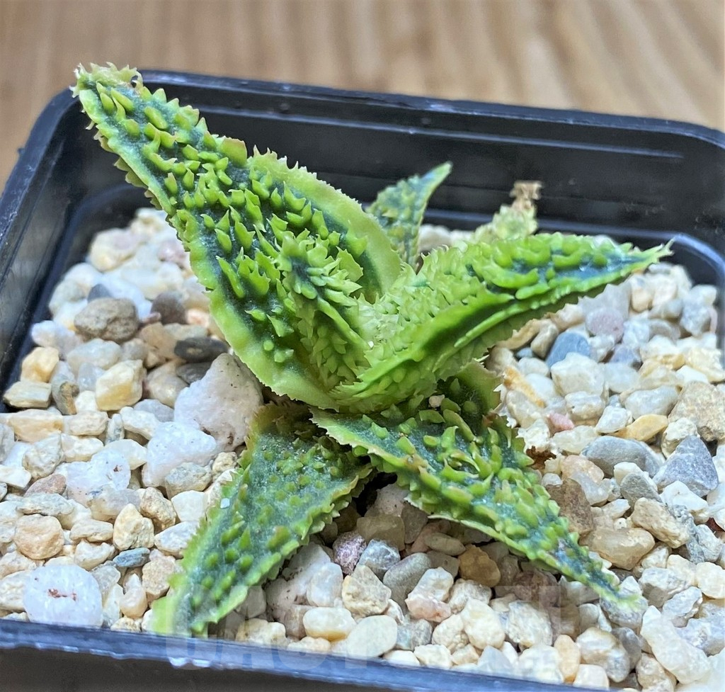 SHPR41675 Aloe TCT hybrid - Зображення 2