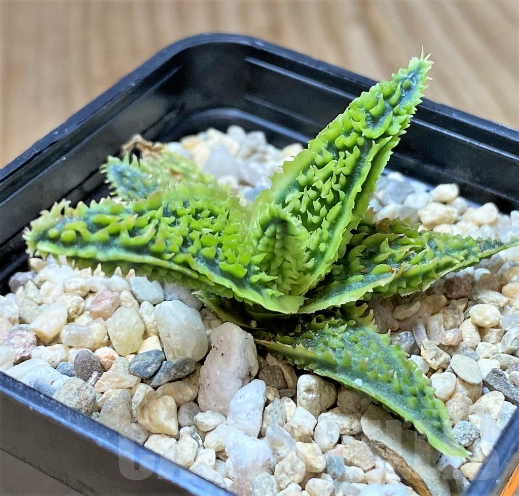 SHPR41675 Aloe TCT hybrid