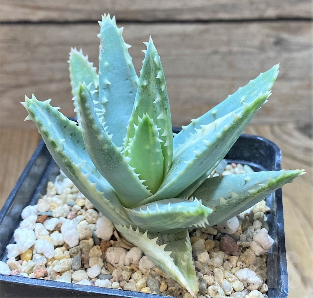 SHPR41676 Aloe brevifolia f. variegat - 画像 (2)