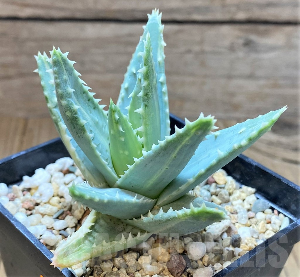 SHPR41676 Aloe brevifolia f. variegat