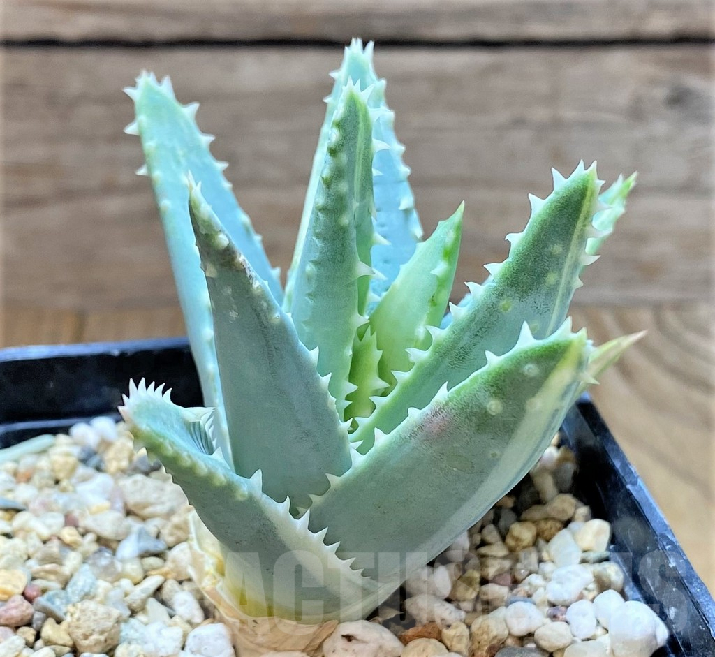 SHPR41676 Aloe brevifolia f. variegat - 画像 (3)