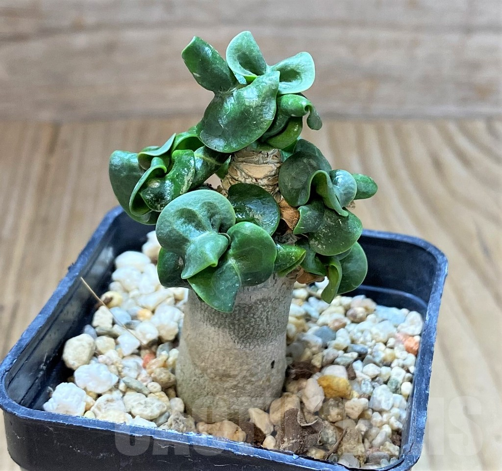 SHPR41677 Adenium mini